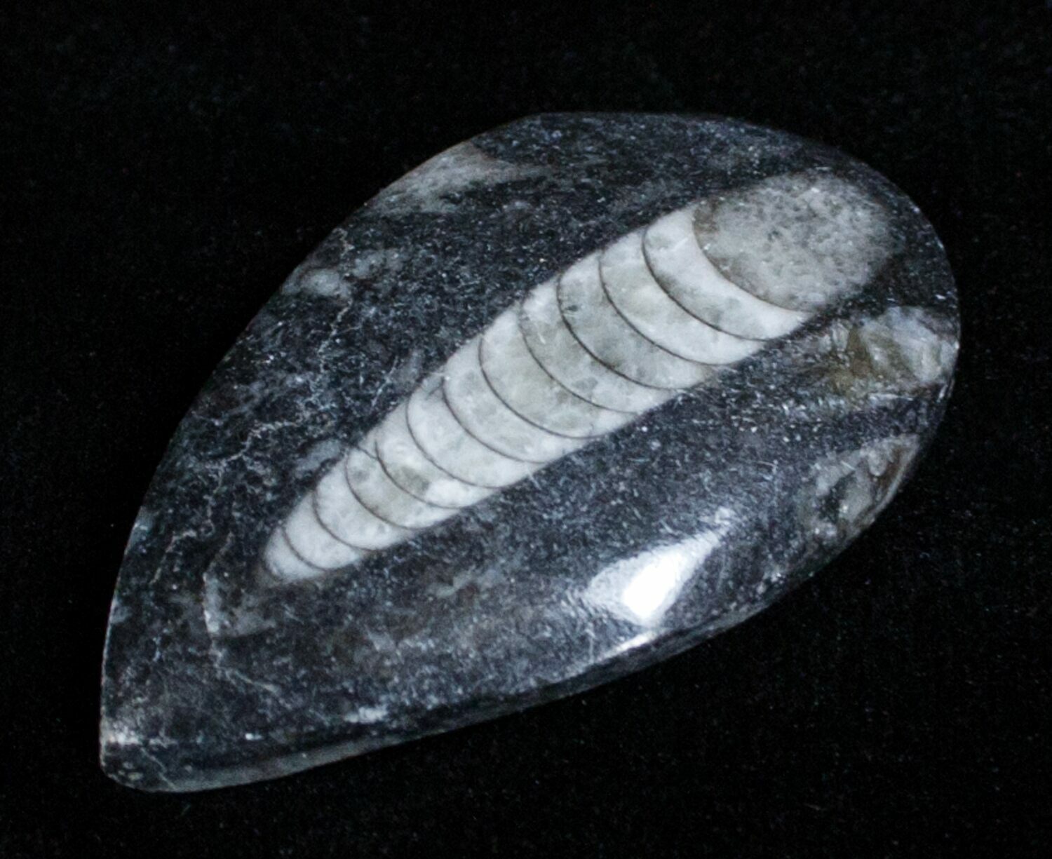 Polished Orthoceras (Cephalopod) Fossil For Sale (3398)