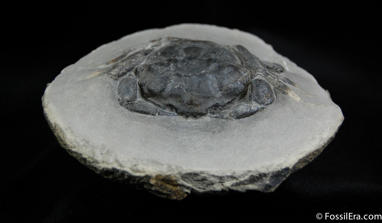 Great Fossil Crab Pulalius Washington State For Sale (440)