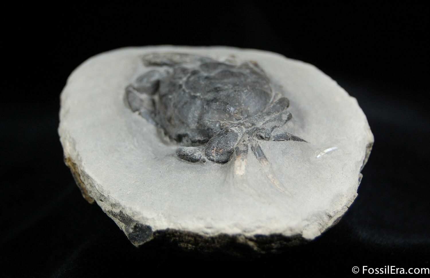 Great Fossil Crab Pulalius Washington State For Sale (440