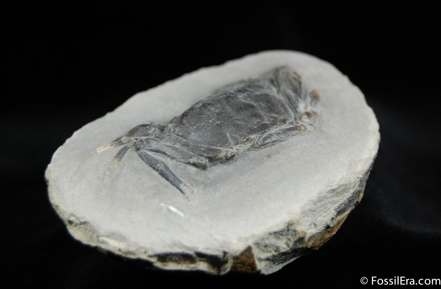 Great Fossil Crab Pulalius Washington State For Sale (440