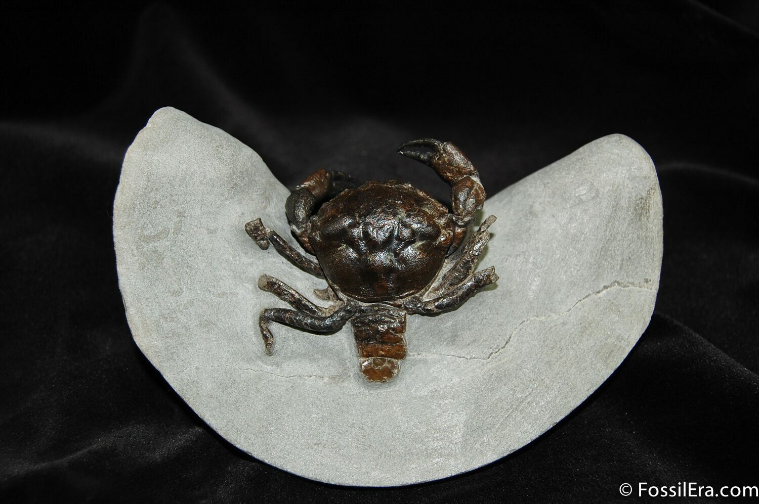 3D Prepped Fossil Crab Pulalius From Washington For Sale (456