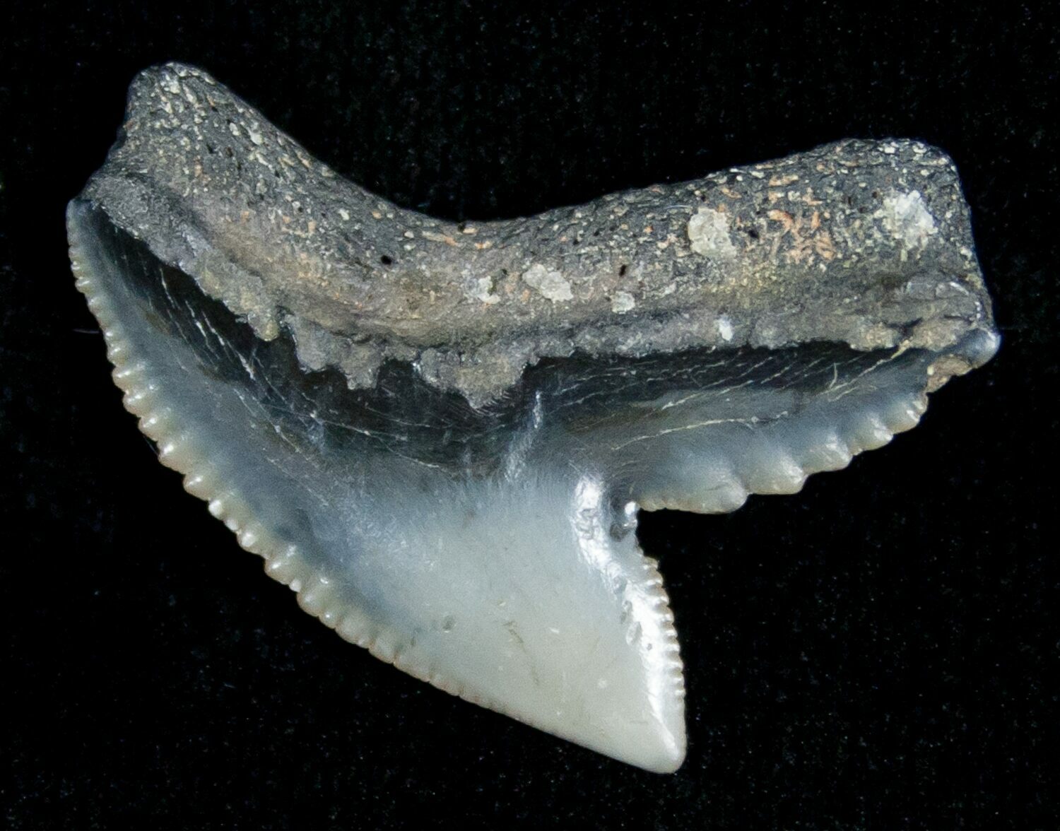 Blueish Fossil Galeocerdo Tooth (Tiger Shark) For Sale (5156