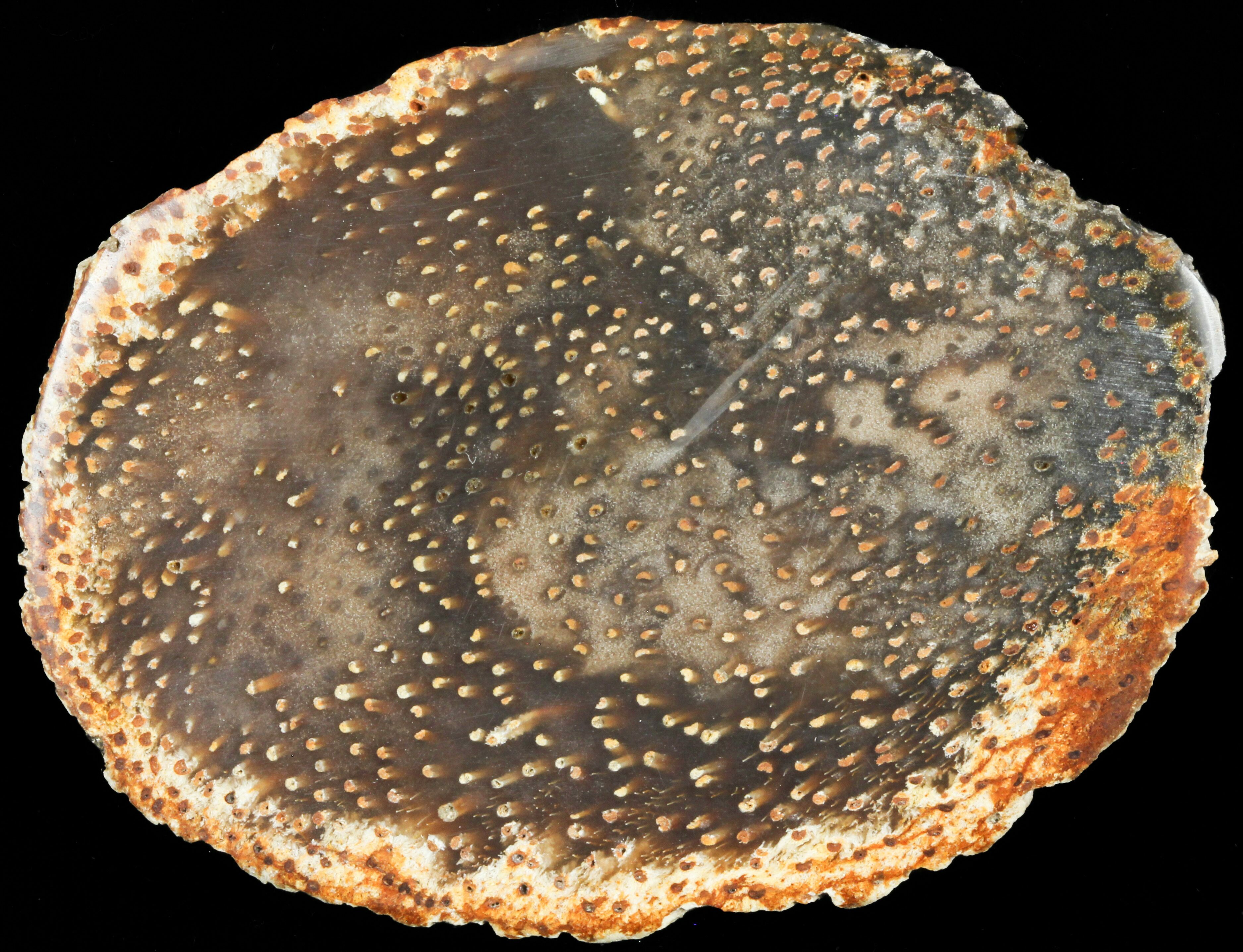 2 7 Petrified Palm Wood Palmoxylon Slab Texas 60581 2 7 Petrified Palm Wood Palmoxylon Slab Texas 60581 Fossilera