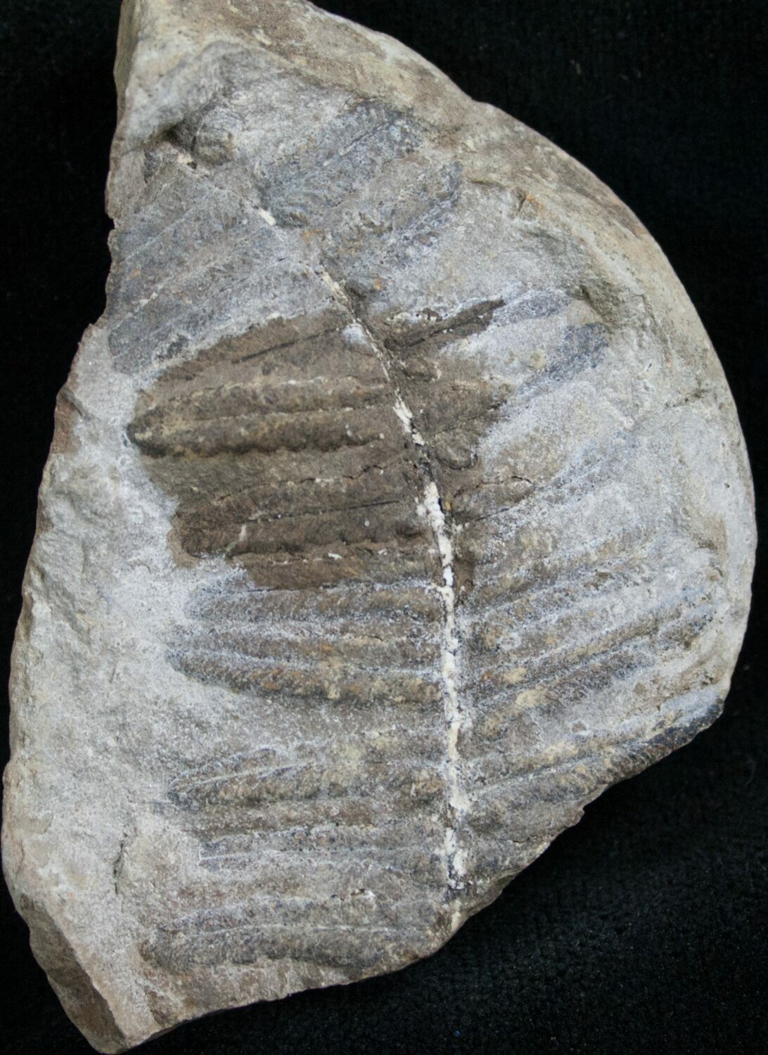 300 Million Year Old Fern Fossil For Sale (7851)