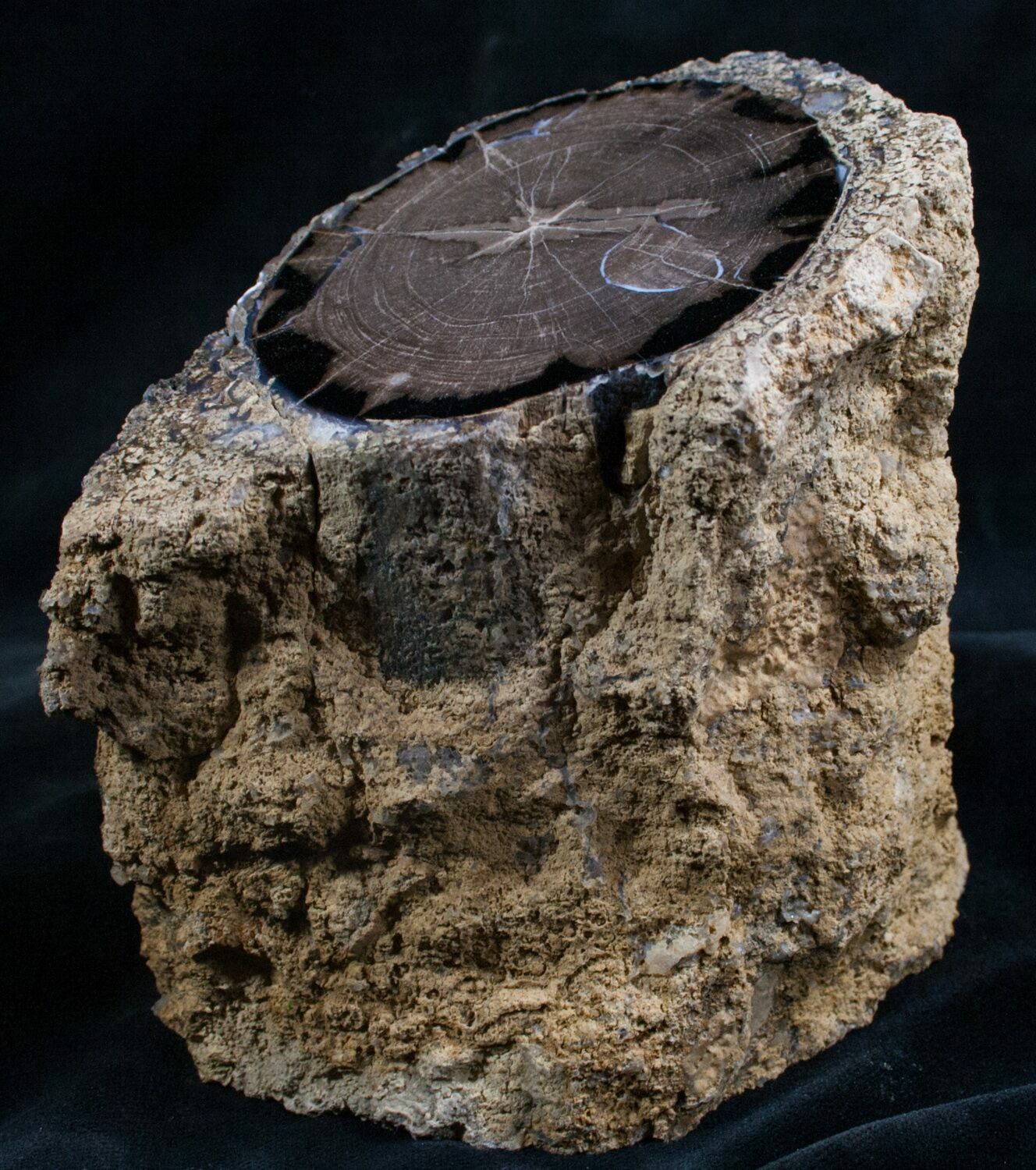 Large Blue Forest Petrified Wood Limb Section 7991 Large Blue Forest Petrified Wood Limb Section 7991 Fossilera