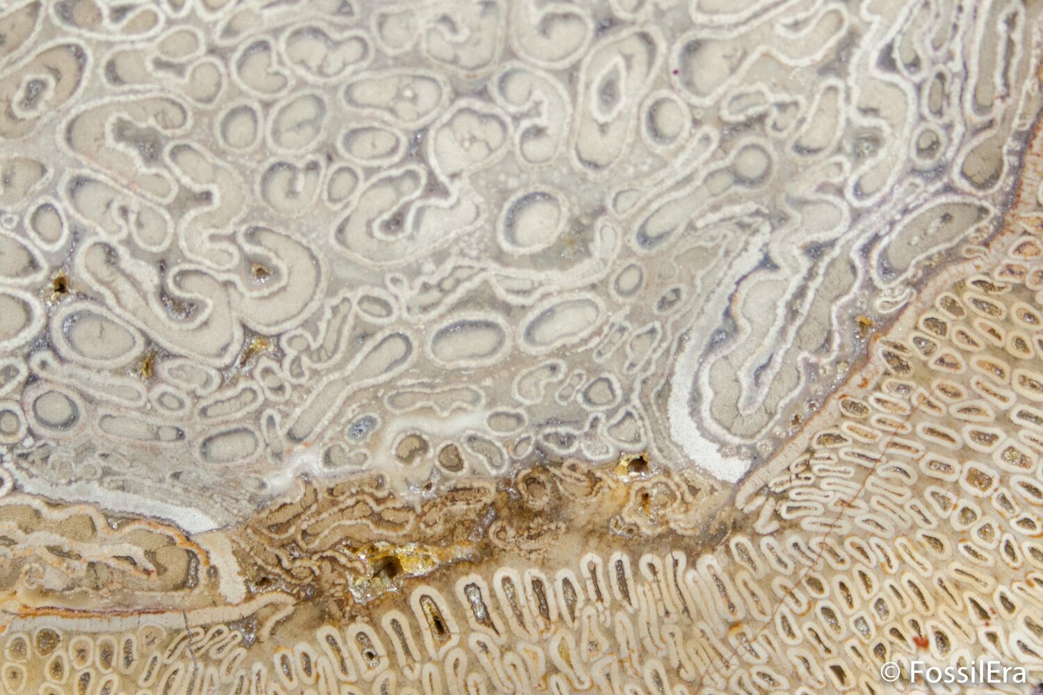 Petrified Tree Fern Wood Slab Brazil For Sale (2751)