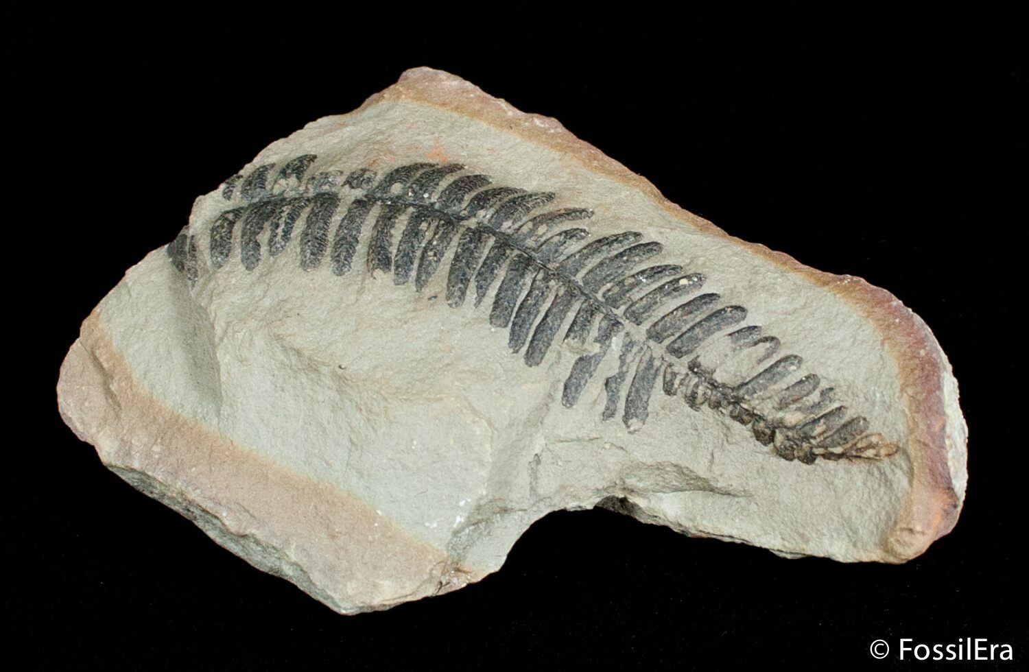 Fern Fossil From Mazon Creek 300 Million Years Old For Sale (3061