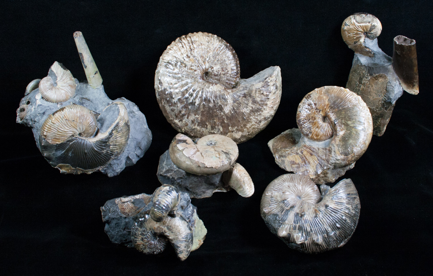 Some type of fossils. Carbon-14 dating and even a method has transformed our understanding of artefacts.