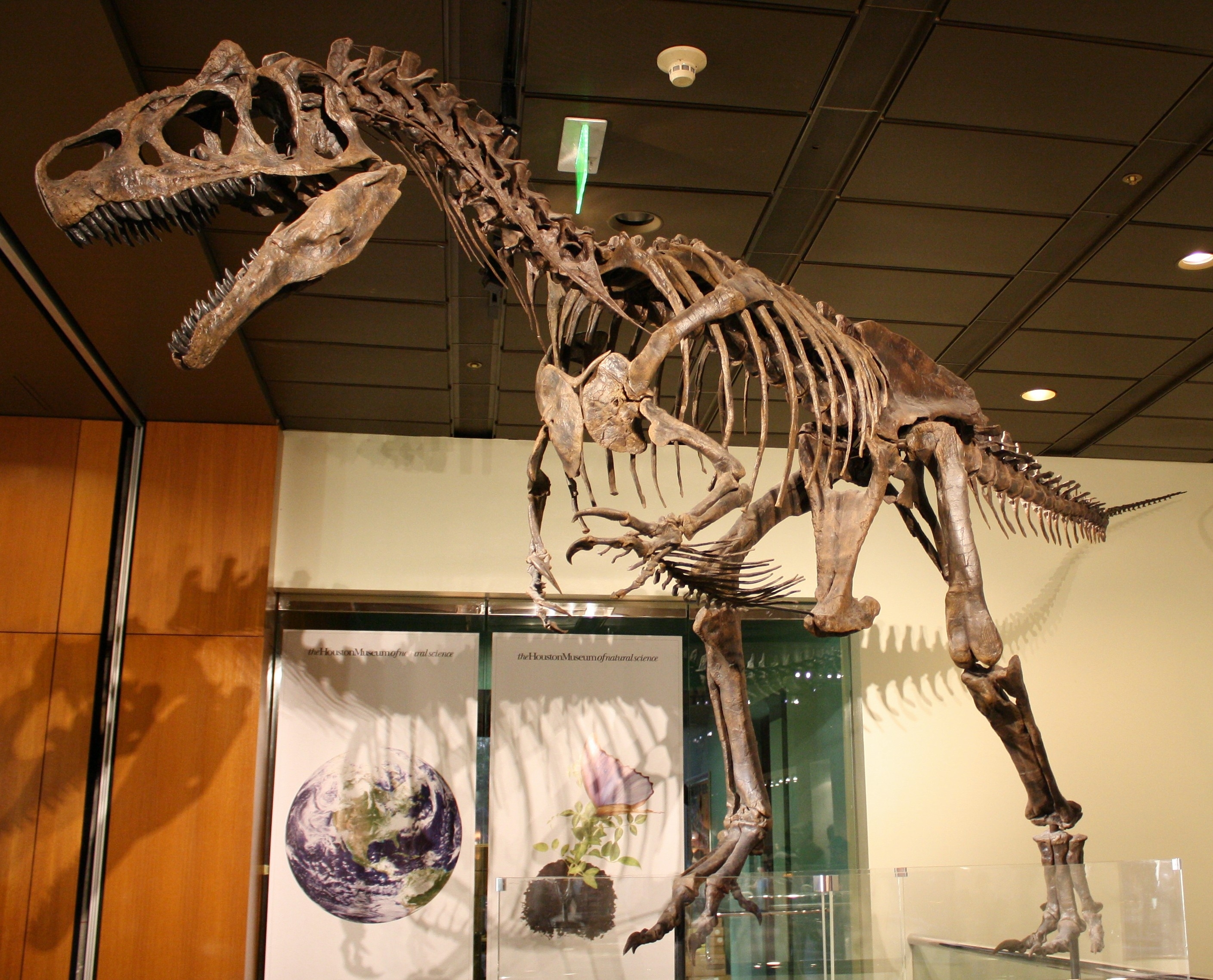 About Allosaurus - FossilEra.com