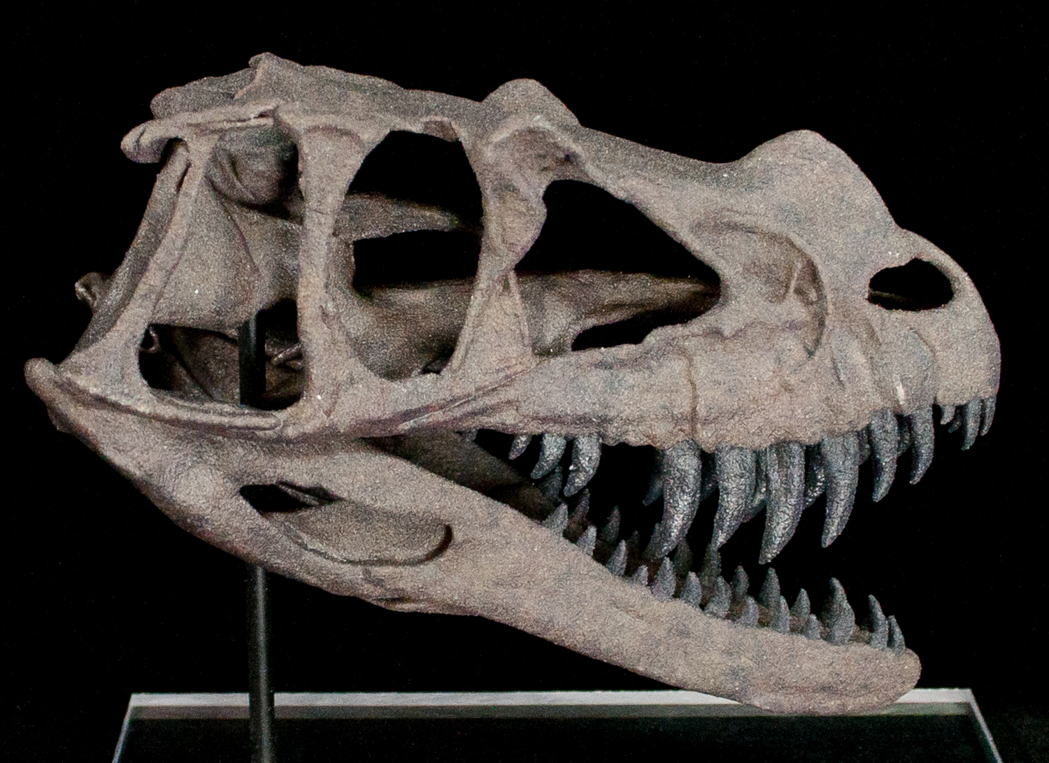 New Additions 3D Printed Dinosaur Skull Replicas FossilEra