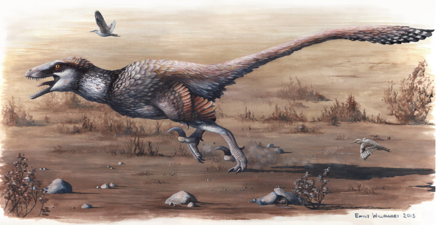 Dakotaraptor reconstruction by Emily Willoughby, from the published paper.