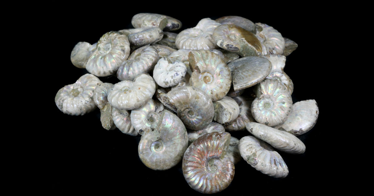 Lots Of New Bulk Fossils