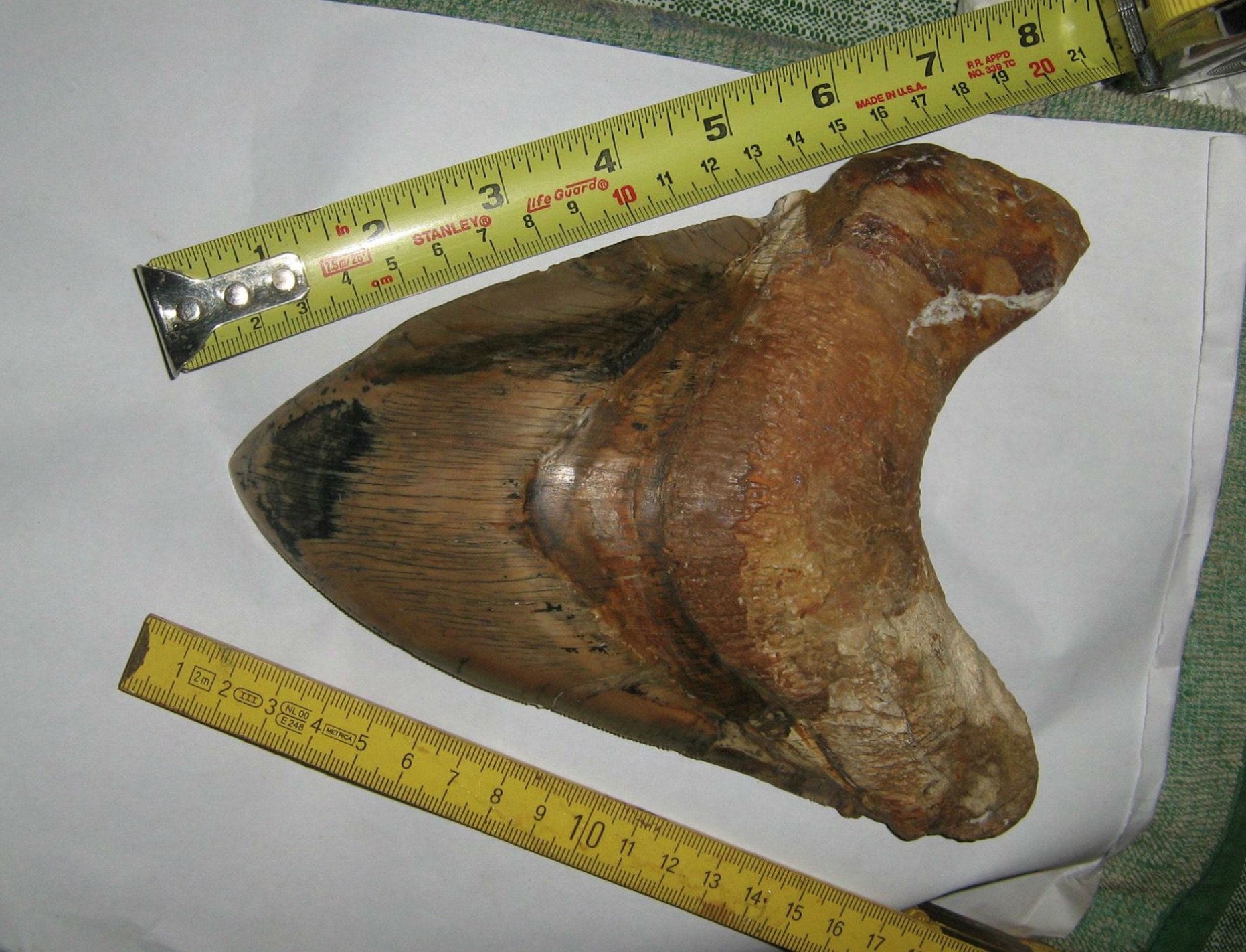 What is the largest Megalodon tooth ever found? 