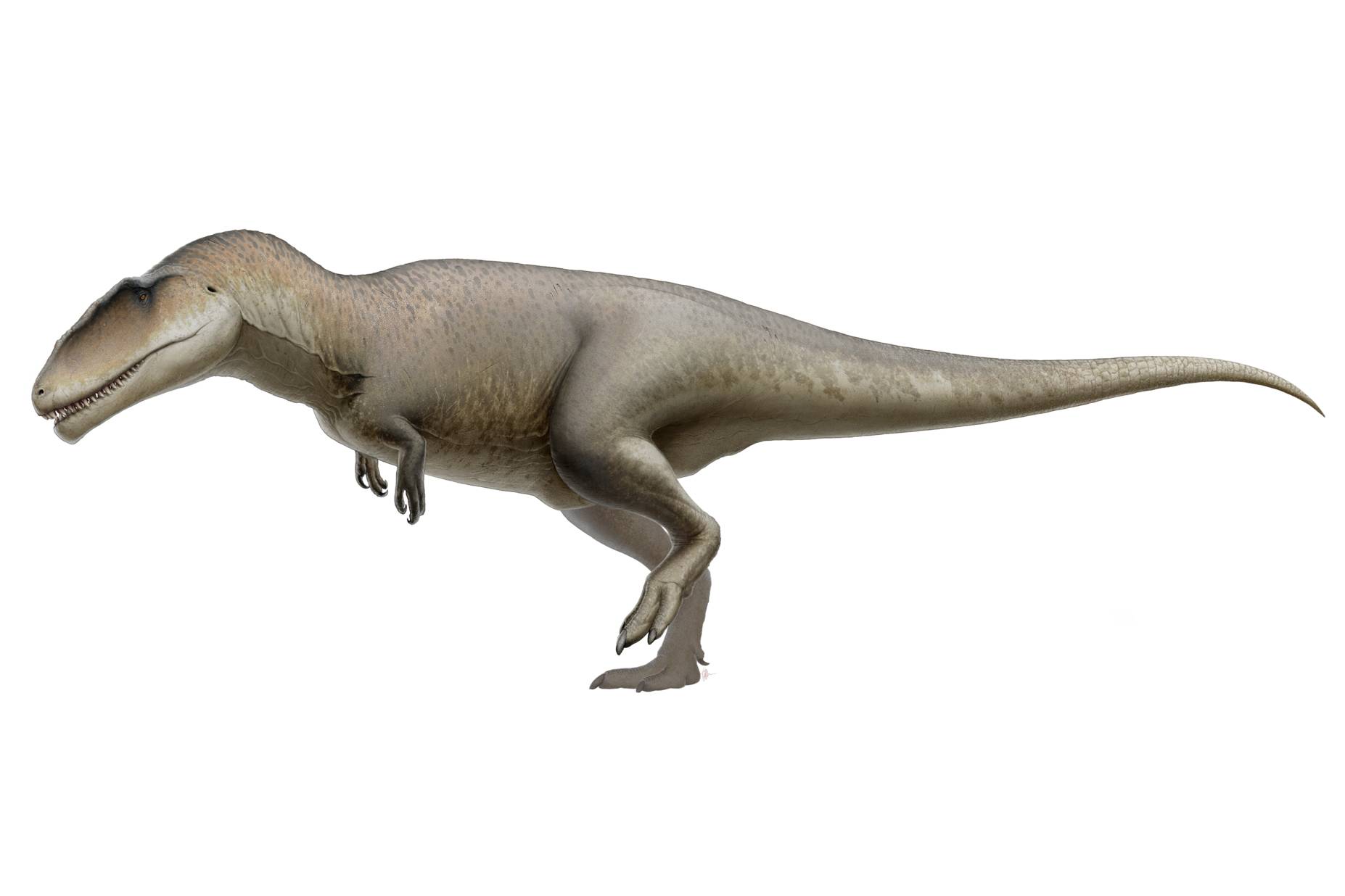 Carcharodontosaurus - FossilEra.com