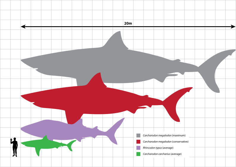 Megalodon Size Chart