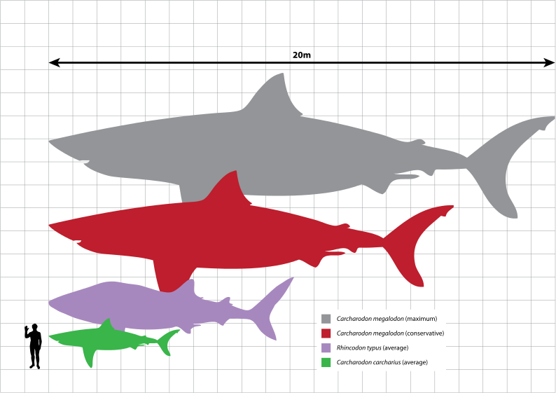 Shark Tooth Size Chart