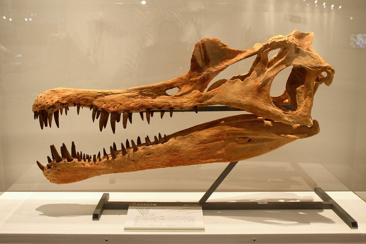 Spinosaurus Dinosaur Tooth Fossil 1 to 1 1/2 inch Size Medium w/COA #1682 4o 