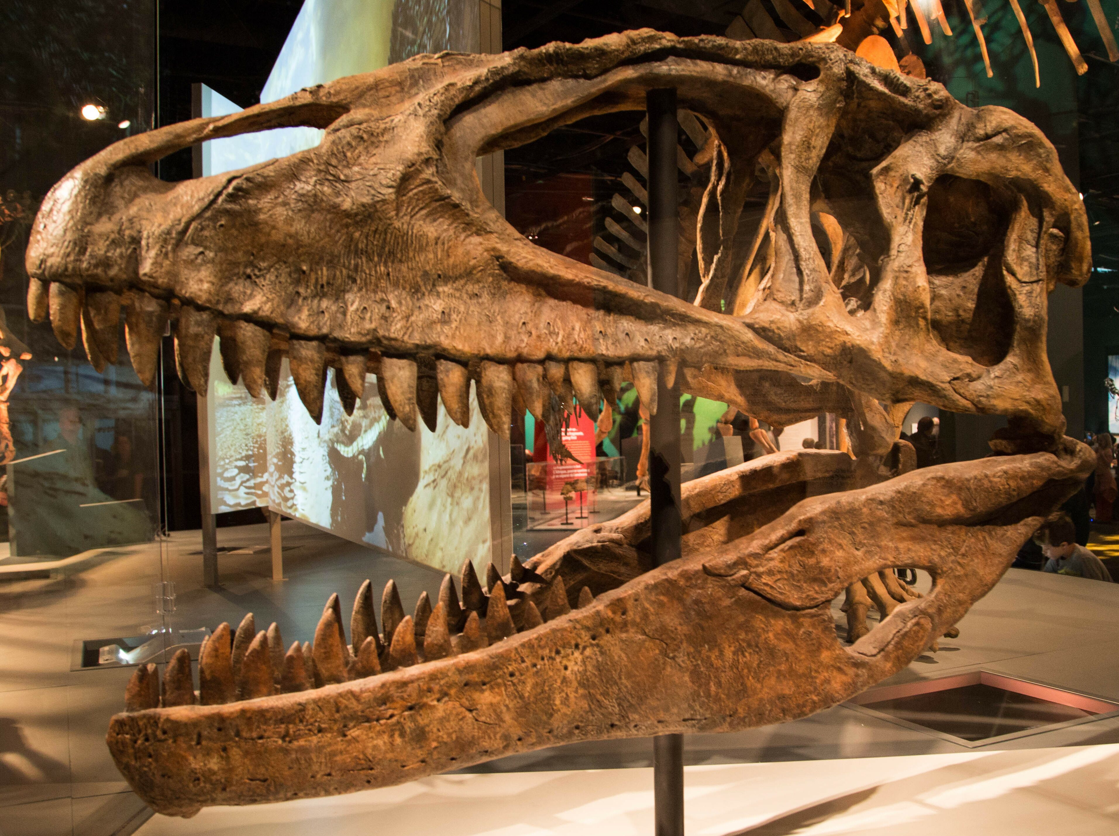 Carcharodontosaurus Dinosaur Tooth 2.628 Fossil African T-Rex MDB #15284 14o