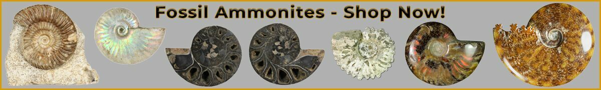 ammonite fossils for sale