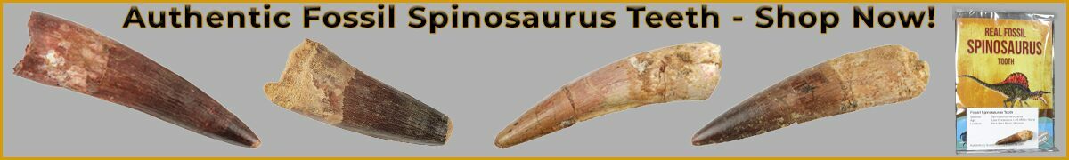 spinosaurus teeth for sale