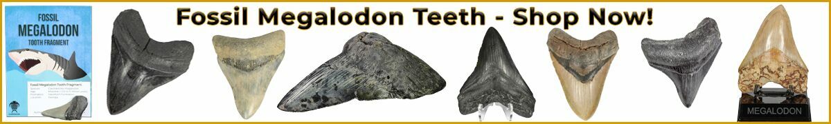 Real Fossil Megalodon Teeth