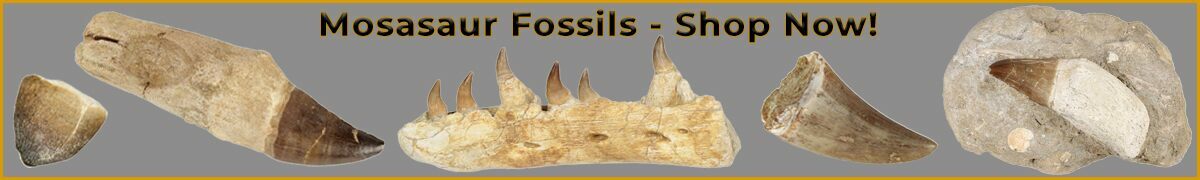 mosasaur teeth for sale