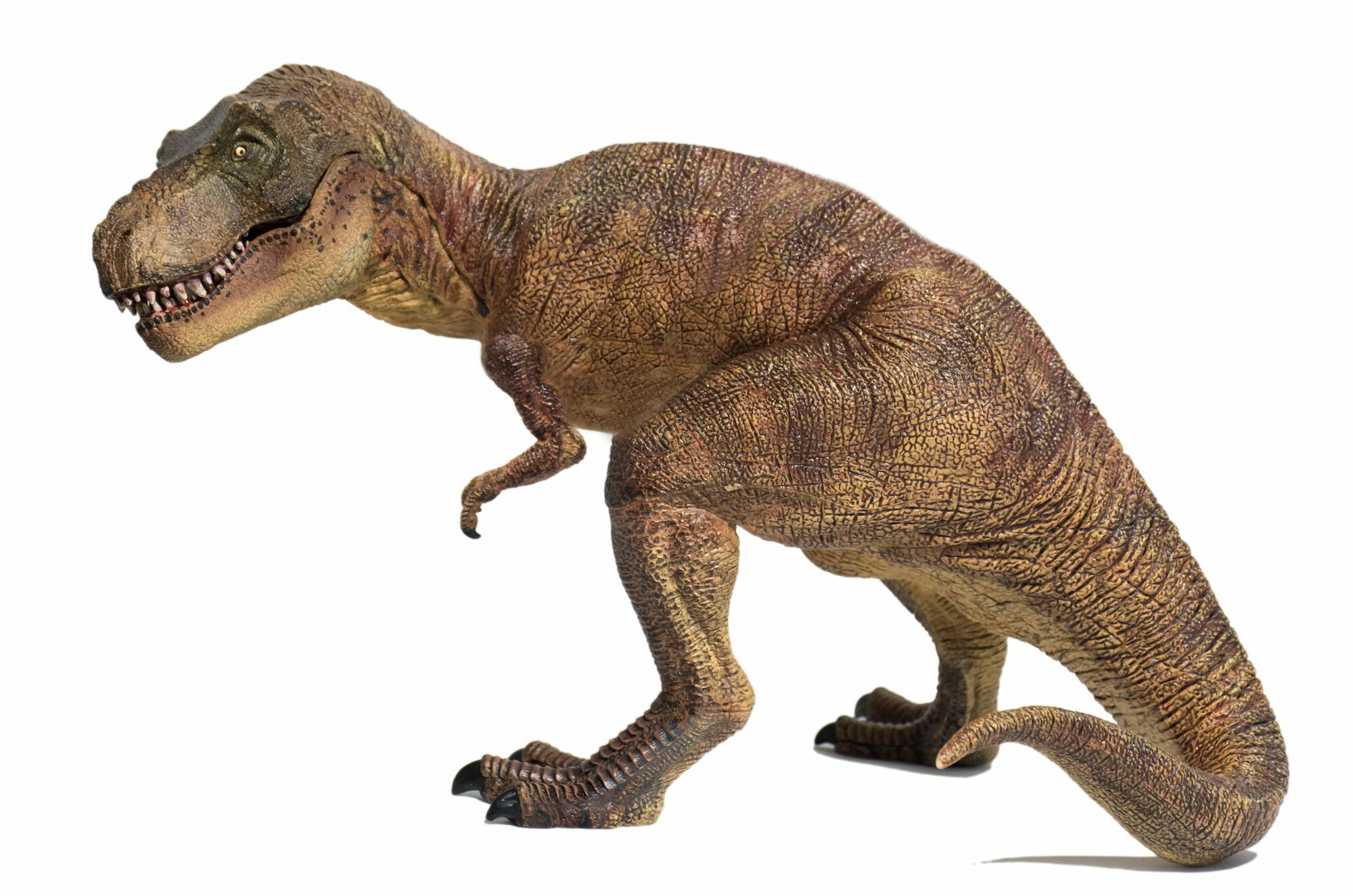 The Ultimate Guide To Tyrannosaurs - FossilEra.com