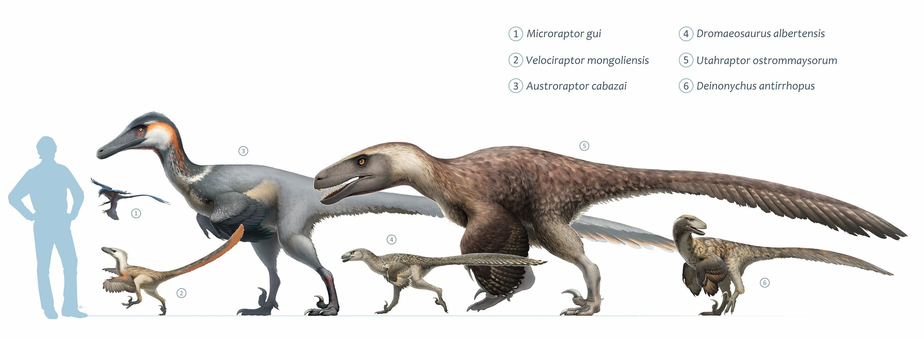 The Largest Prehistoric Animals 