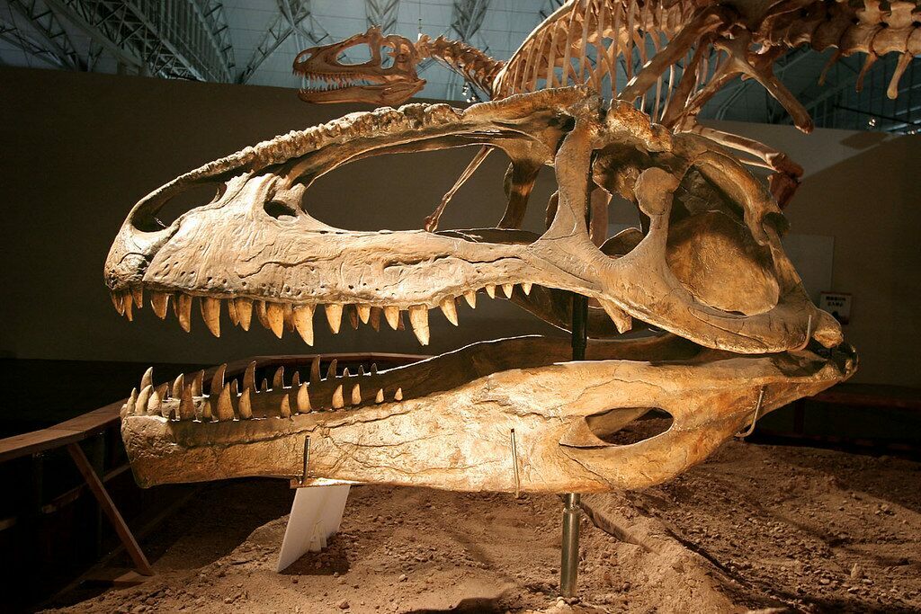 Giganotosaurus Skull Giganotosaurus On Display At The fernbankmuseum 