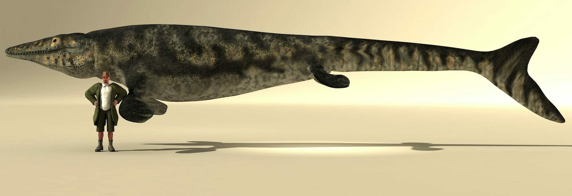 How Large Did Mosasaurs Get? 