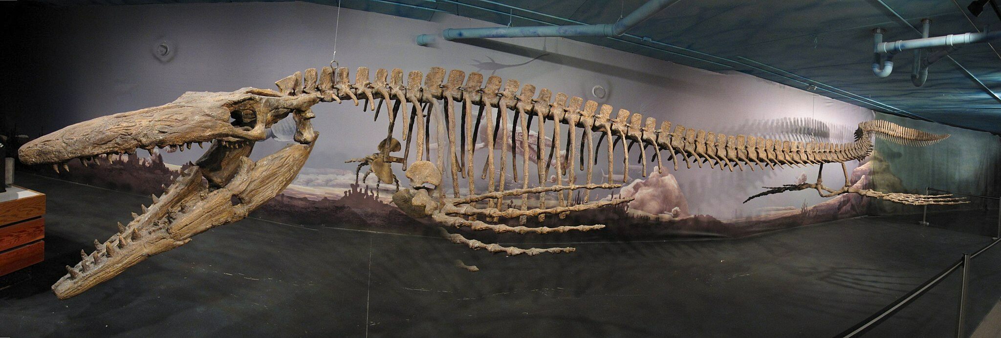 How Large Did Mosasaurs Get? 