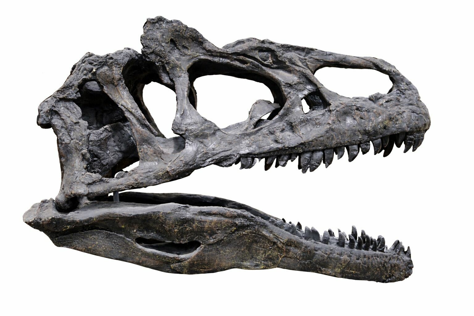 Allosaurus: The Apex Predator of the Jurassic - FossilEra.com