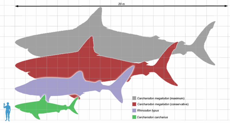 Shark Tooth Size Chart