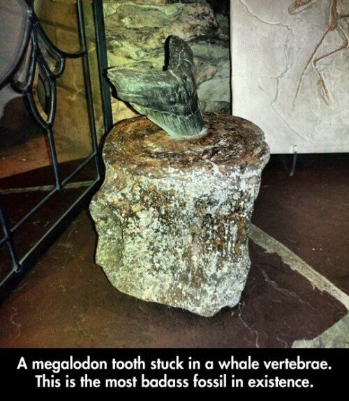 Purported Megalodon tooth stuck in a whale vertebrae