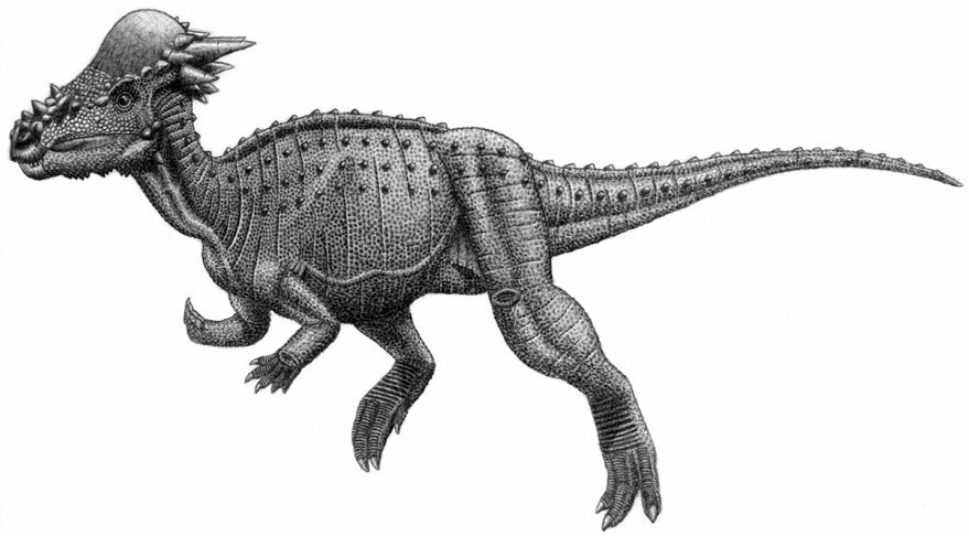 Image result for Pachycephalosaurus