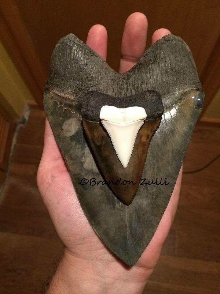 Megalodon Vs. Great White Tooth Size 