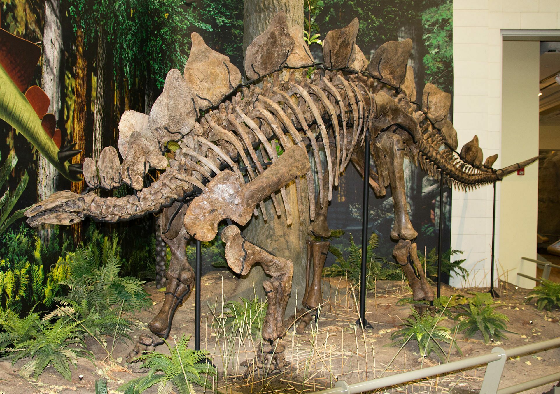 https://www.fossilera.com/p/321/Stegosaurus_ungulatus.jpg