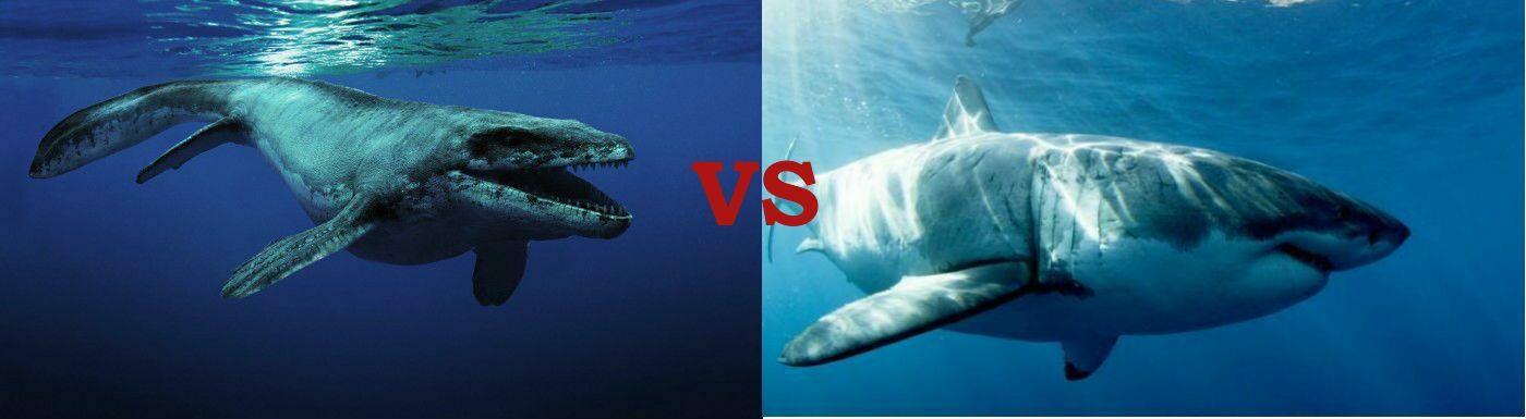 Mosasaurus vs Megalodon