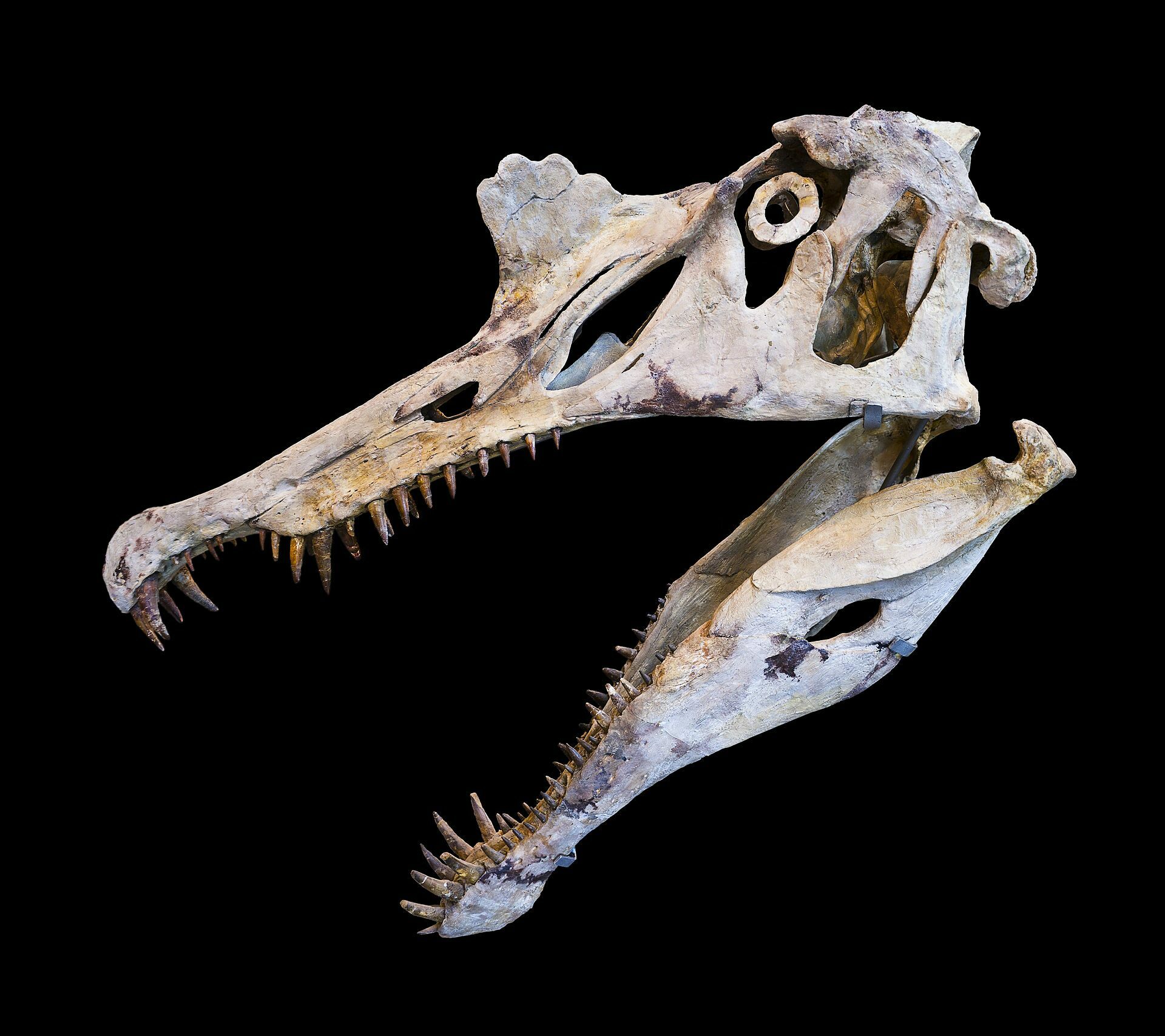 TOP QUALITY Spinosaurus tooth Dinosaur teeth fossil Morocco Spinosaur t rex 