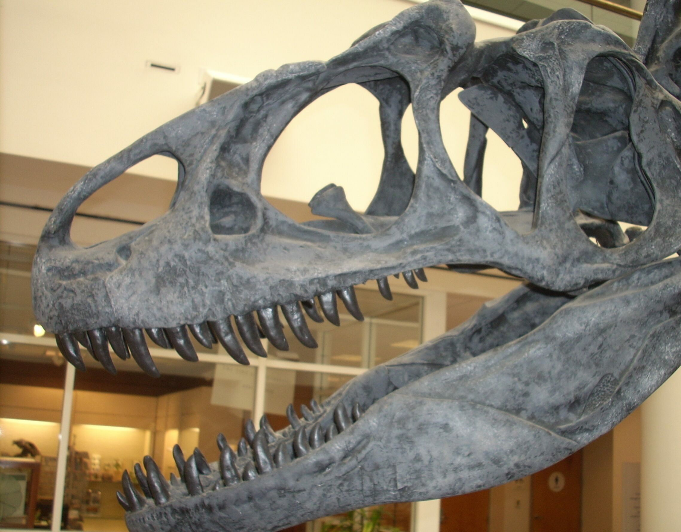 About Dinosaur Teeth FossilEra About Dinosaur Teeth FossilEra