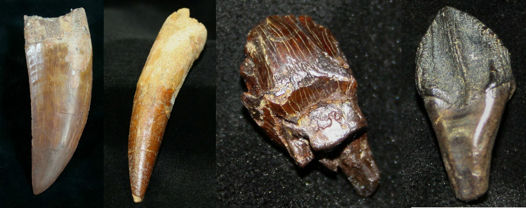 Various dinosaur teeth