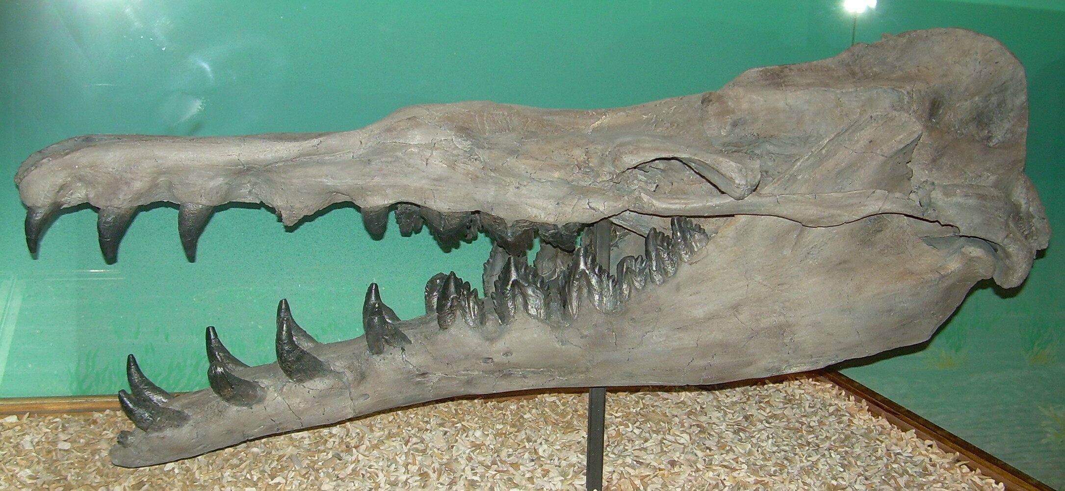 List of State Fossils 