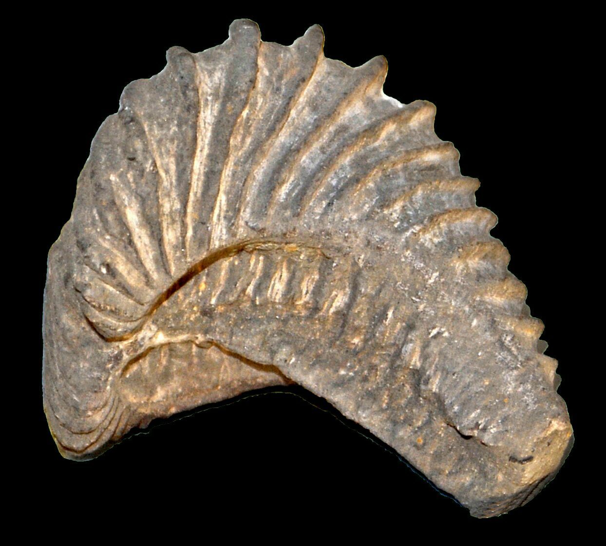 List of State Fossils 