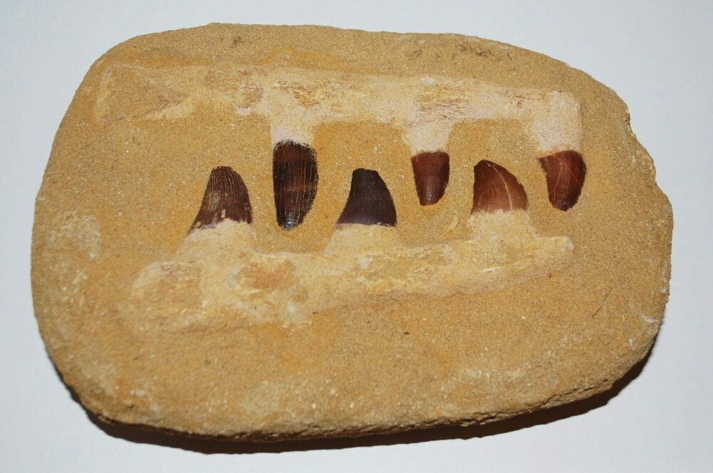 Typical fake Mosasaurus jaw