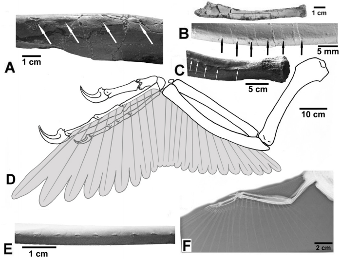 Dakotaraptor features
