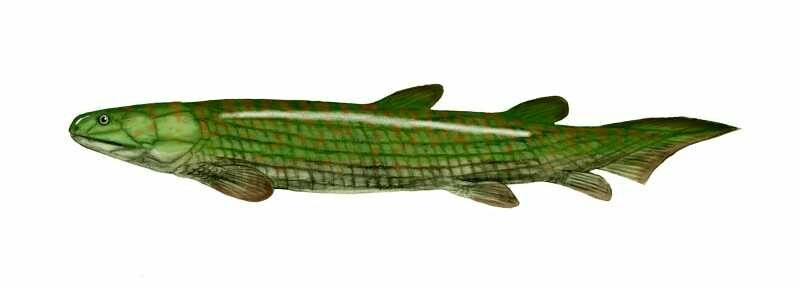 FSE095 ✔100%genuine✔UKseller Devonian Osteolepis Macrolepidotus Fish Fossil 
