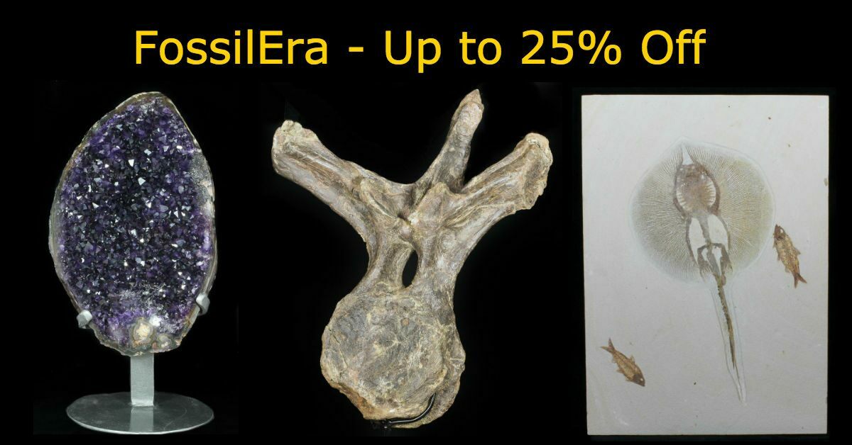 Fossils For Sale