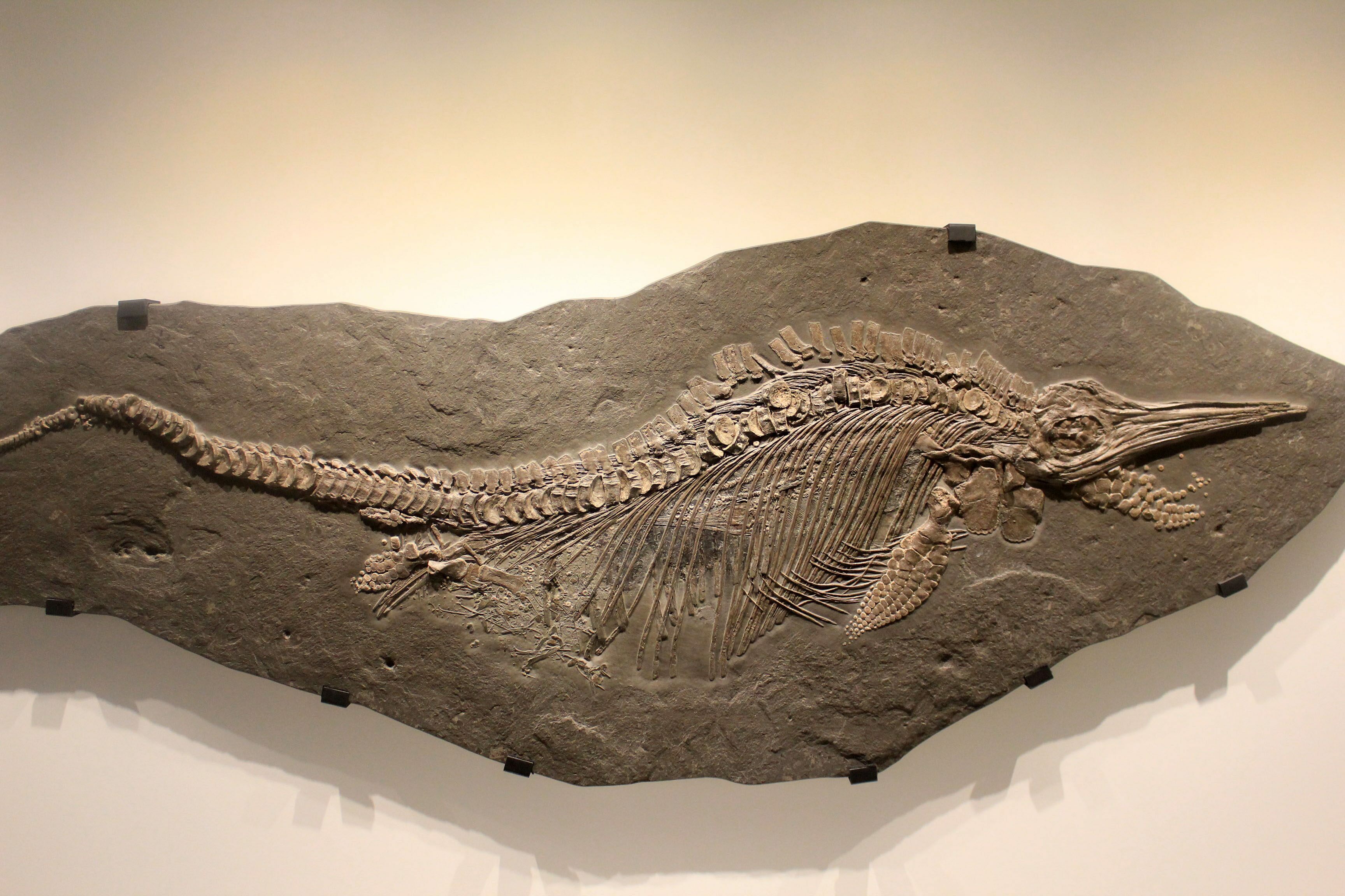 Nevada Unearths an Ancient Surprise: Ichthyosaur Fossil Commemorates a Brewery Pioneer!