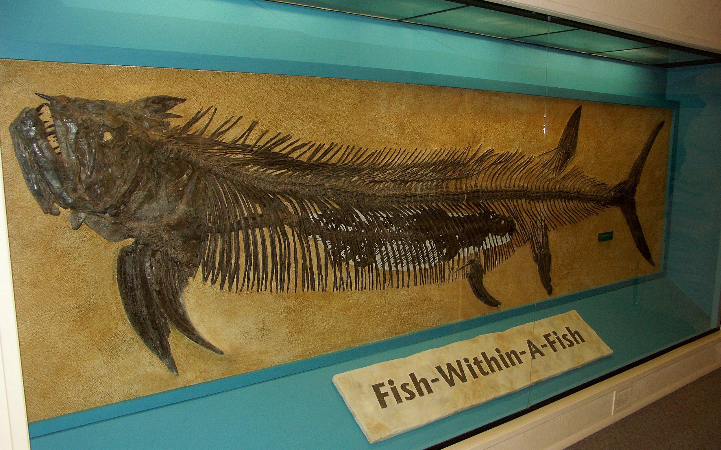 Xiphactinus Terror Of The Inland Seaway Fossilera Com