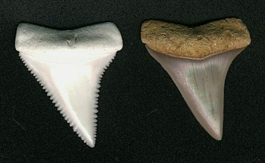 Megalodon Myth: The Megalodon And Great White Shark Are Closely